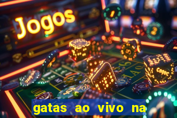 gatas ao vivo na web cam